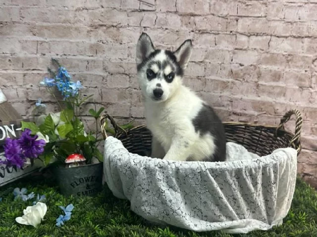 Celebrate Mom with a visit full of snuggles and smiles!

📍 1530 Park Manor Blvd, Pittsburgh, PA 15205
📞(412) 499-3891
🔗 tinyurl.com/yewctwnc