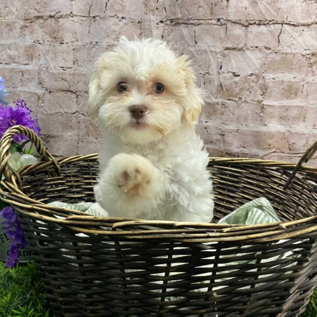 Just our adorable #TeddyBear waving at you to come meet her! 🩷 Drop a 👋🏻 to say hi back! 

#pittsburgh #steelcity #teddybearpuppy