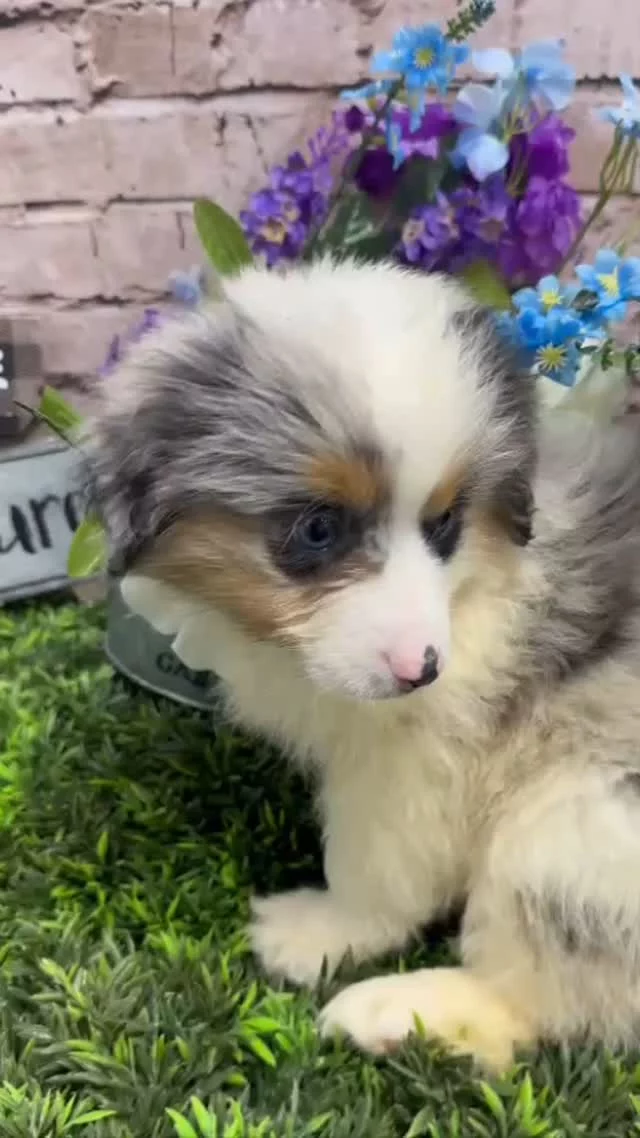She's an icon! She's a legend! She is our adorable #miniaustralianshepard! What would you name this blue eyed girl? 🩷🐶

#robinsonpa #pittsburgh #pghdogs #pghlocal #miniaustralianshepherdsofinstagram #miniaussiepuppy
