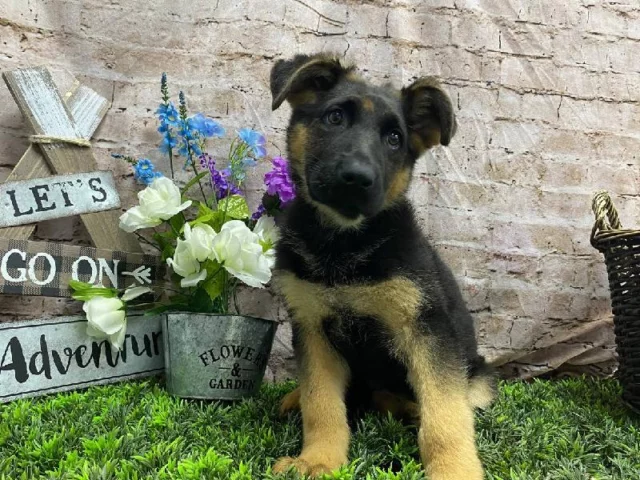 Known for their protective, affectionate, and energetic temperament, the German Shepherd makes a loyal and loving companion. They thrive when paired with active individuals or families, including those with children.

Schedule a visit to meet our German Shepherds!
📍 1530 Park Manor Blvd, Pittsburgh, PA 15205
📞(412) 499-3891
🔗 Link in Bio
 #steelcity #robinsonpa #pittsburghpa