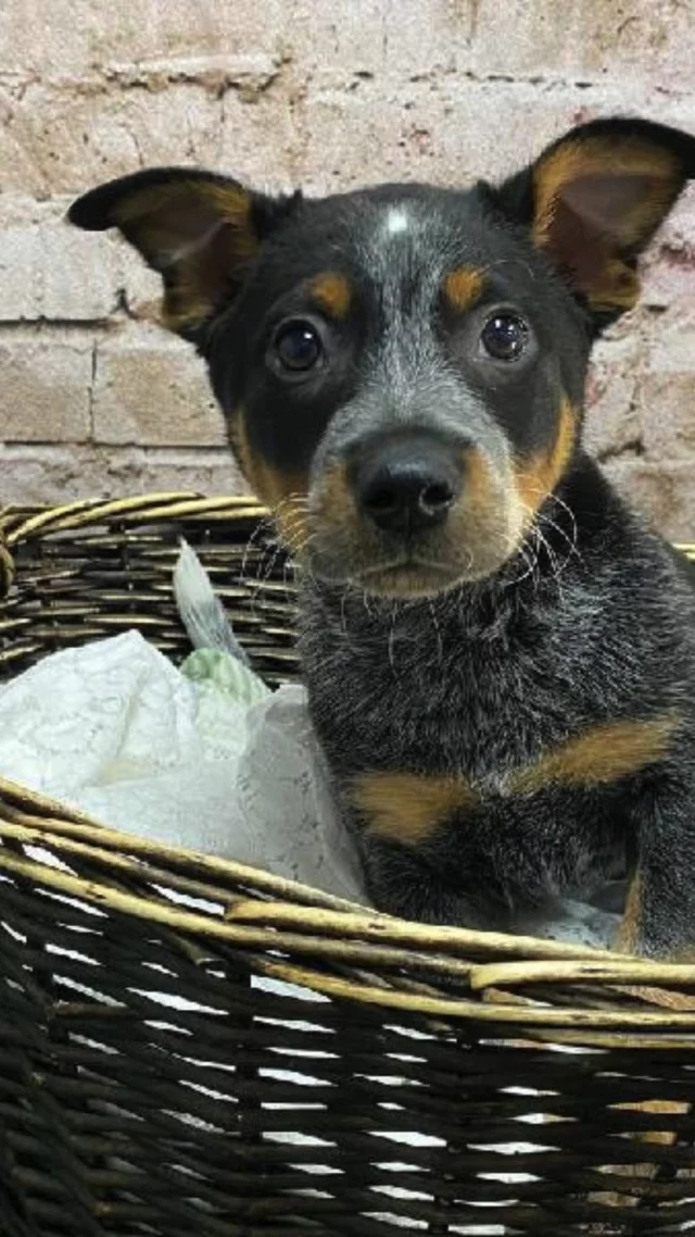 Come see what kind of four-legged love is waiting for Mom! 

📍 1530 Park Manor Blvd, Pittsburgh, PA 15205
📞(412) 499-3891
🔗 tinyurl.com/yewctwnc