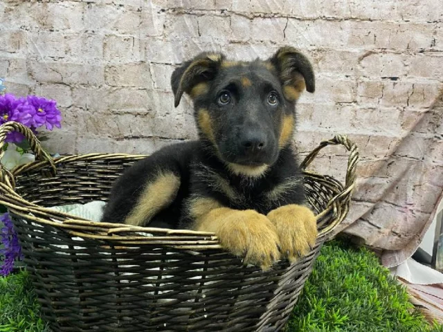 Add some tail wags and snuggles to your spring days!

📍 1530 Park Manor Blvd, Pittsburgh, PA 15205
📞(412) 499-3891
🔗 tinyurl.com/yewctwnc
