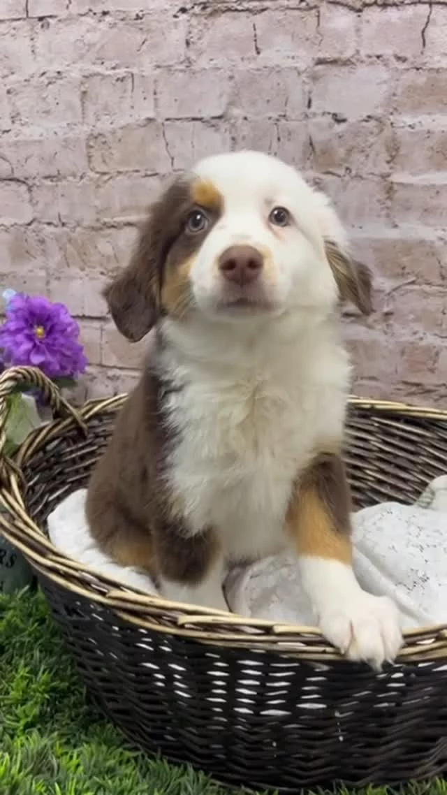 This beautiful little lady is COMING SOON to #PetlandRobinson! Be the first to meet the sweetest little #Aussie girl in town! 🎀🐶

#australianshepherd_corner #australianshepherdsofig #australianshepherdworld #pgh #steelcity