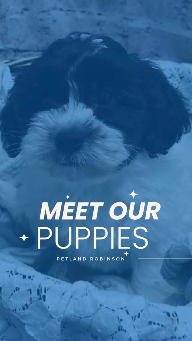 Come get your daily dose of happy—tails included!

📍 1530 Park Manor Blvd, Pittsburgh, PA 15205
📞(412) 499-3891
🔗 tinyurl.com/yewctwnc