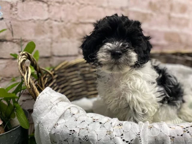 Long weekend energy starts with furry faces and warm greetings!

📍 1530 Park Manor Blvd, Pittsburgh, PA 15205
📞(412) 499-3891
🔗 tinyurl.com/yewctwnc