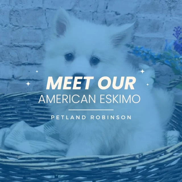 Meet our stunning American Eskimo here at Petland Robinson! Known for their snow-white coats, playful spirit, and affectionate nature, these pups are perfect companions for families who love both fun and cuddles. Stop by today and see why the American Eskimo is the pawfect match for your heart!🐶💖

#AmericanEskimo #FluffyPup #SnowWhitePup #PuppyLove #PetlandRobinson #FureverFriend #EskieLove
