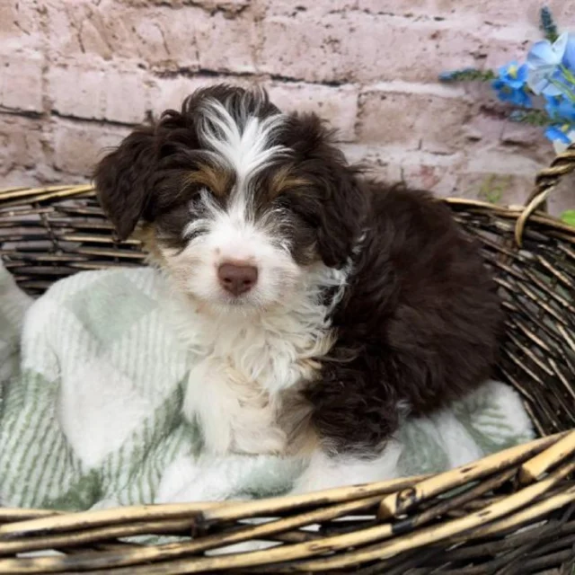 Smiles are contagious, and our puppies are the best at spreading them. Come meet your happiness ambassador today!🐶 

📍 1530 Park Manor Blvd, Pittsburgh, PA 15205

#robinsontownship #boopthesnoot #steelcity #pittsburgh #steelcitygrammers #americaneskimopuppy #PetlandRobinson #MeetYourMatch #PuppyPlaytimeRobinson #RobinsonPuppies