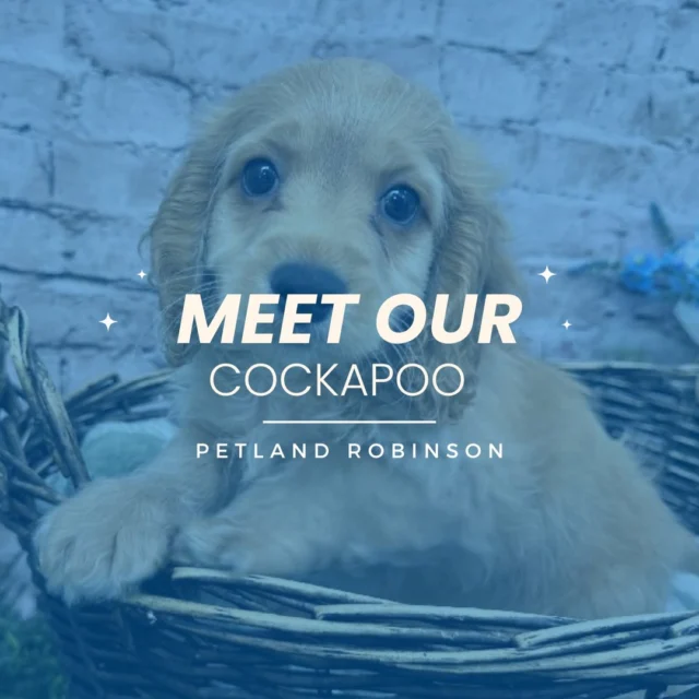 Come meet the sweet Cockapoo here at Petland Robinson! A mix of Cocker Spaniel and Poodle, Cockapoos are known for their intelligence, loyalty, and affectionate spirit.  Their curly coats and loving hearts make them one of the most cherished companions for families of all ages. Whether you’re looking for a playful buddy to join your adventures or a snuggly friend to keep you company, the Cockapoo has it all. Visit us today and see why this breed is a pawfect match for your lifestyle! 💕

#CockapooLove #PetlandRobinson #FurryFriend #FluffyCompanion #WaggingTails #FourPawsOfJoy #CuddleBuddy #PetlandPets #ForeverFriend #CurlyCoatedCutie