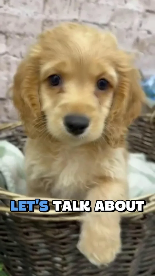 Ready to add some pawsitive vibes to your life? These cuties are waiting for their forever home. Stop scrolling—start cuddling. Visit us today! 🐶 

📍 1530 Park Manor Blvd, Pittsburgh, PA 15205

#robinsontownship #boopthesnoot #steelcity #pittsburgh #steelcitygrammers #americaneskimopuppy #PetlandRobinson #MeetYourMatch #PuppyPlaytimeRobinson #RobinsonPuppies