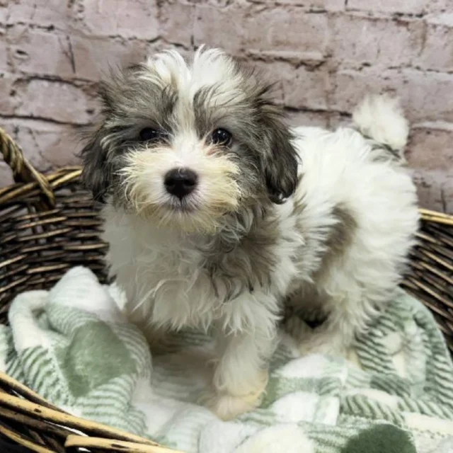 Love comes wrapped in fur, with bright eyes and tiny paw prints.  These companions are waiting to join your journey.🐾🐶

📍 1530 Park Manor Blvd, Pittsburgh, PA 15205

#robinsontownship #boopthesnoot #steelcity #pittsburgh #steelcitygrammers #americaneskimopuppy #PetlandRobinson #MeetYourMatch #PuppyPlaytimeRobinson #RobinsonPuppies