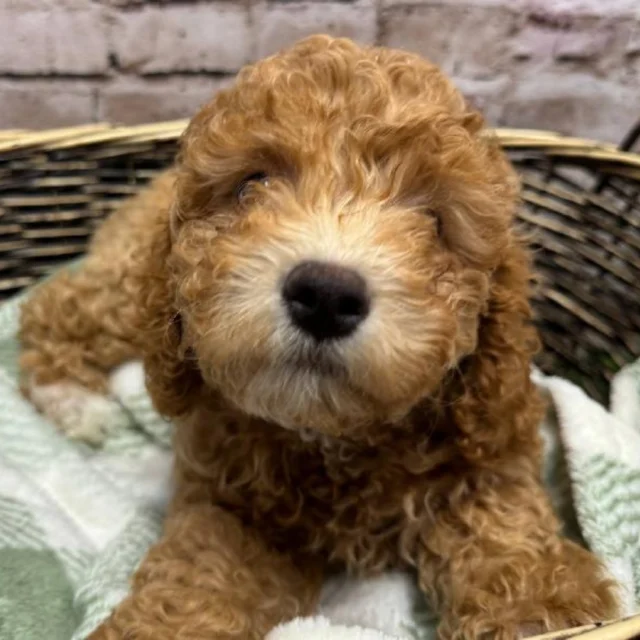 The secret ingredient to a happy home? Four paws and endless love. Stop in today and bring home joy! 🐾

📍 1530 Park Manor Blvd, Pittsburgh, PA 15205

#robinsontownship #boopthesnoot #steelcity #pittsburgh #steelcitygrammers #americaneskimopuppy #PetlandRobinson #MeetYourMatch #PuppyPlaytimeRobinson #RobinsonPuppies
