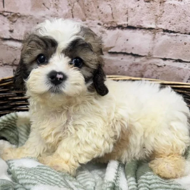 From wagging tails to sleepy cuddles, our furry friends are ready to share it all.  Visit today and start your forever bond! 🐾

📍 1530 Park Manor Blvd, Pittsburgh, PA 15205

#robinsontownship #boopthesnoot #steelcity #pittsburgh #steelcitygrammers #americaneskimopuppy #PetlandRobinson #MeetYourMatch #PuppyPlaytimeRobinson #RobinsonPuppies