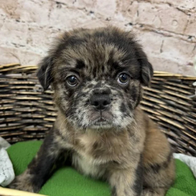 Not your everyday Frenchie… meet our Fluffy Frenchie!  With her soft, plush coat and irresistible charm, she is as unique as she is lovable. Come see our fluffy little star at Petland Robinson today. Your heart won’t stand a chance!💕
 
Call now to meet her! 📞(412) 499-3891

#FluffyFrenchie #RareFrenchBulldog #FrenchieFluff #UniqueFrenchie #LuxuryPup #PetlandRobinson #FrenchieObsession