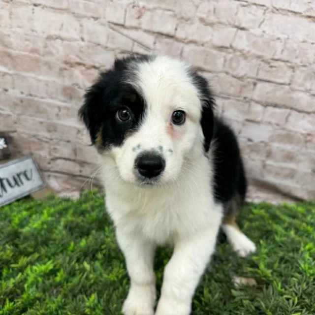 Playtime, nap time, cuddle time, they’re ready for it all. Stop in today and meet your perfect match. 💕

📍 1530 Park Manor Blvd, Pittsburgh, PA 15205

#robinsontownship #boopthesnoot #steelcity #pittsburgh #steelcitygrammers #americaneskimopuppy #PetlandRobinson #MeetYourMatch #PuppyPlaytimeRobinson #RobinsonPuppies