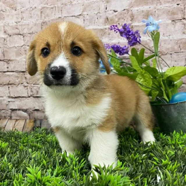 Every furry face here is ready to turn ordinary days into unforgettable ones.  Come spend a moment and see who makes you smile the widest. 💕

📍 1530 Park Manor Blvd, Pittsburgh, PA 15205

#robinsontownship #boopthesnoot #steelcity #pittsburgh #steelcitygrammers #americaneskimopuppy #PetlandRobinson #MeetYourMatch #PuppyPlaytimeRobinson #RobinsonPuppies