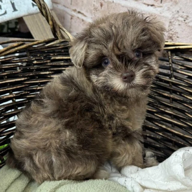 From silly antics to warm cuddles, they’re love wrapped in fur.  Stop in and let joy become part of your everyday. 🐾🐶💖

📍 1530 Park Manor Blvd, Pittsburgh, PA 15205

#robinsontownship #steelcity #pittsburgh #steelcitygrammers #pittsburghpa