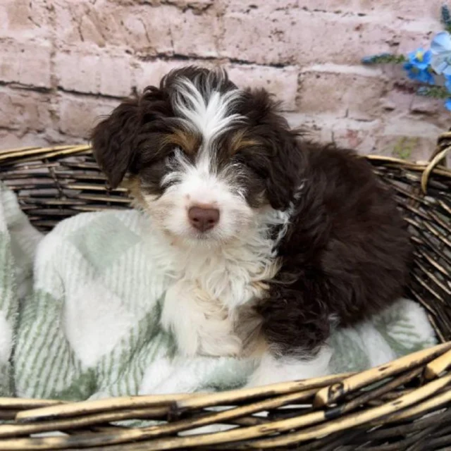 The best kind of warmth doesn’t come from blankets but from soft snuggles beside you.  Stop in and meet your forever cuddle buddy. 💕

📍 1530 Park Manor Blvd, Pittsburgh, PA 15205

#robinsontownship #steelcity #pittsburgh #steelcitygrammers #pittsburghpa
