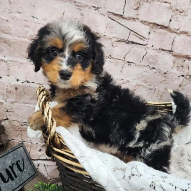 Ready to trade stress for snuggles?  Stop by and let comfort greet you with bright eyes and soft fur. 💕🐾

📍 1530 Park Manor Blvd, Pittsburgh, PA 15205

#robinsontownship #boopthesnoot #steelcity #pittsburgh #steelcitygrammers #americaneskimopuppy #PetlandRobinson #MeetYourMatch #PuppyPlaytimeRobinson #RobinsonPuppies