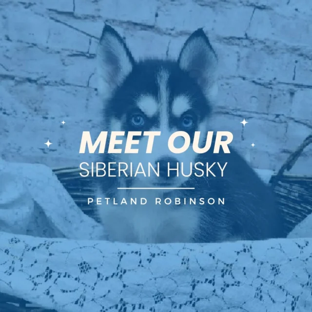 These striking, spirited Siberian Huskies are waiting for you right now at Petland Robinson! ❄️ With their stunning blue eyes, playful energy, and adventurous spirit, Huskies are born explorers who love to run, play, and share their boundless joy with everyone around them. 🐾 Come visit today and experience the perfect mix of beauty, loyalty, and unstoppable fun, all wrapped up in one amazing companion! ❤️

#SiberianHuskyLove #HuskyVibes #BlueEyedBeauty #PetlandRobinson #HuskyAdventures #FluffyExplorer #SnowDogEnergy #PlayfulPaws #HuskyLife #FurryBestFriend