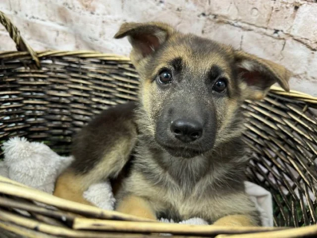 Weekends are made for slow mornings, warm cuddles, and golden leaves.  Come see who’s waiting to make your Saturday sweeter. 🐾🍁

📍 1530 Park Manor Blvd, Pittsburgh, PA 15205

#robinsontownship #boopthesnoot #steelcity #pittsburgh #steelcitygrammers #americaneskimopuppy #PetlandRobinson