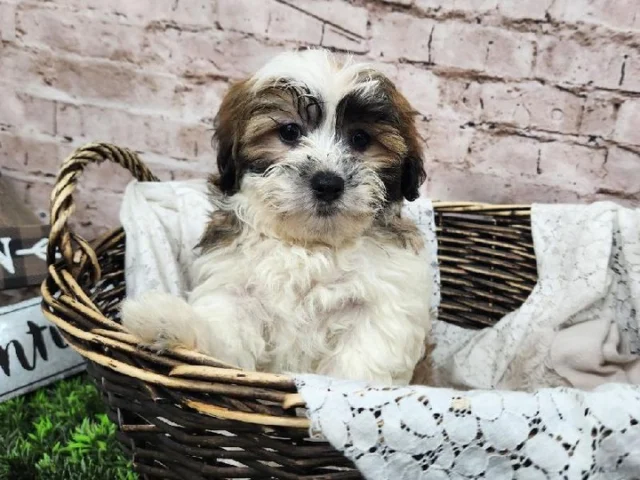 Sweater weather feels even better with a furry friend by your side.  Stop in and meet your snuggle partner for chilly days. 💕🧣

📍 1530 Park Manor Blvd, Pittsburgh, PA 15205

#robinsontownship #steelcity #pittsburgh #steelcitygrammers #pittsburghpa