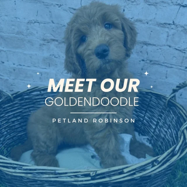 This cheerful, loving Goldendoodle is waiting for you right now at Petland Robinson!  With a soft, curly coat, a playful personality, and a heart full of affection, this amazing companion is the perfect blend of intelligence and charm. Always ready for fun and never short on cuddles, this Goldendoodle will fill your days with laughter, warmth, and endless love. 💕 Come visit today and meet your new best friend! 🐶

#GoldendoodleLove #PetlandRobinson #FurryBestFriend #DoodleJoy #FluffyCompanion #PetlandFamily #PuppyPerfection #GoldenHeart #PuppySmiles #CuddleBuddy