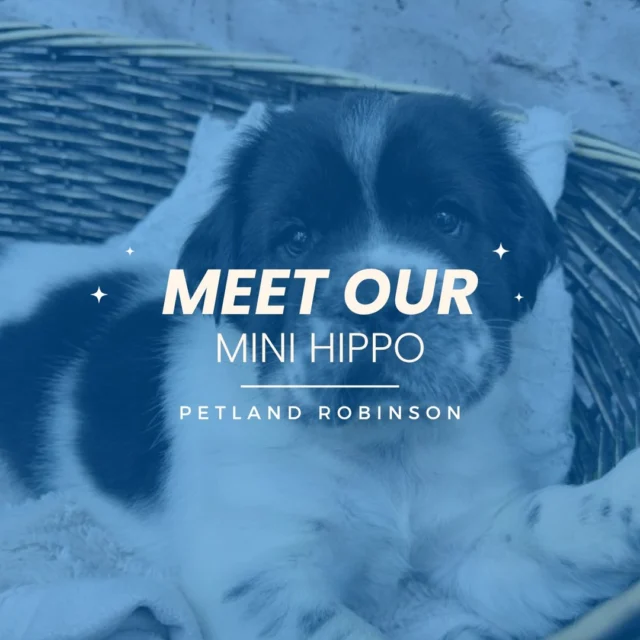 This adorable, affectionate Mini Hippo is ready to meet you today at Petland Robinson! 🐾 With its plush coat, gentle eyes, and sweet, loyal nature, this unique companion is the perfect mix of playfulness and calm. Whether it’s cuddle time on the couch or playtime in the yard, this Mini Hippo will fill your home with joy, laughter, and love every single day.  Come visit and meet your new best friend! 🐶💕

#MiniHippoLove #PetlandRobinson #FluffyCompanion #SweetSoul #PuppyLove #FurryBestFriend #PetlandFamily #PuppyPerfection #CuddleBuddy #PetlandPuppies