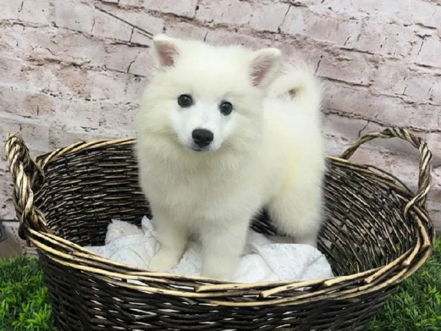 The best kind of trick is how quickly they make you fall in love. 🂠Come see for yourself. ðŸ¶
📠1530 Park Manor Blvd, Pittsburgh, PA 15205
#robinsontownship #boopthesnoot #steelcity #pittsburgh #steelcitygrammers #americaneskimopuppy #PetlandRobinson
