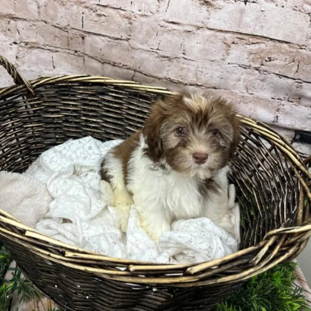 Some call it magic, we call it unconditional love. 🾠Stop by and let it cast a spell on you. 💕
📠1530 Park Manor Blvd, Pittsburgh, PA 15205
#robinsontownship #steelcity #pittsburgh #steelcitygrammers #pittsburghpa