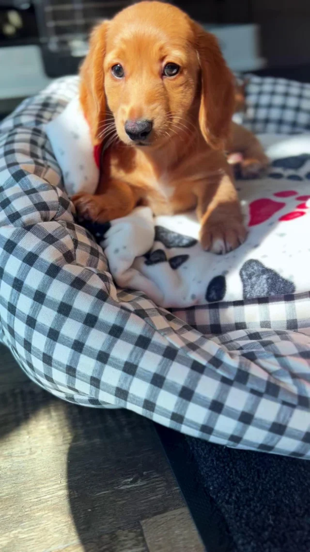 Like sugar on my tongue, did we do this right? 🐶 👅

#sugaronmytongue #petlandpups