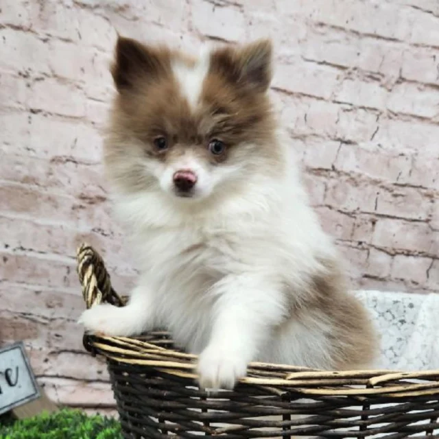 Because some happiness walks on four paws.  Come meet the one who’s ready to walk into your life. 🐾🐶

📍 1530 Park Manor Blvd, Pittsburgh, PA 15205

#robinsontownship #steelcity #pittsburgh #steelcitygrammers #pittsburghpa