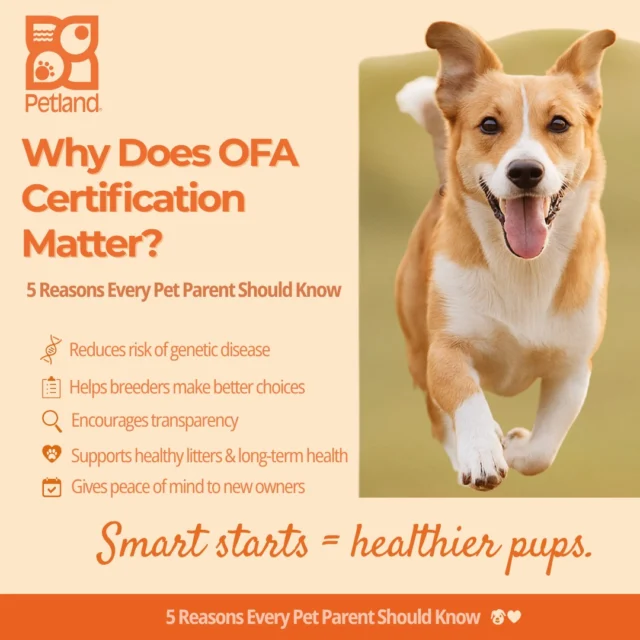 When it comes to responsible breeding and long-term pet wellness, OFA certification isn’t just a nice-to-have. It’s essential.
By screening for hereditary and structural conditions, OFA empowers breeders to make informed decisions, strengthens breed integrity, and gives future pet owners the transparency and peace of mind they deserve.

At Petland, we partner exclusively with USDA-licensed, Canine Care Certified breeders who follow OFA testing protocols, because every pup deserves a healthy start in life.

🦴 Smart breeding today = healthier, happier pups tomorrow. Let’s champion transparency, wellness, and better breeding practices.
Learn more: https://www.petlandrobinson.com/ofa-certification-why-it-matters-for-potential-pet-parents/

#VeterinaryCare #DogHealth #AnimalWelfare #BreedingEthics #OFA