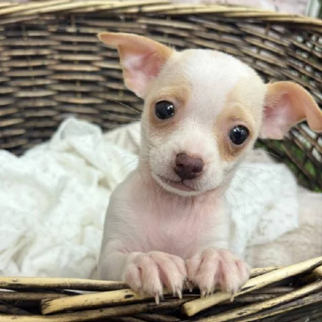 You don’t need magic when you have love that wags.  Come meet the one who’ll enchant your every day. 💕🐾

📍 1530 Park Manor Blvd, Pittsburgh, PA 15205

#robinsontownship #steelcity #pittsburgh #steelcitygrammers #pittsburghpa