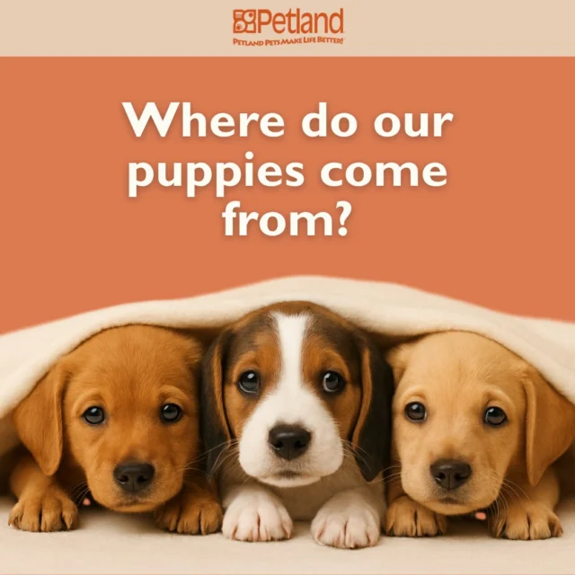 Thinking about bringing a puppy home? 🐾 At Petland, every wagging tail has a story… and a happy, healthy start.

We work with:
✅ USDA-licensed breeders with strict care standards
✅ Small-scale hobby breeders raising puppies in loving environments
✅ Local adoption partners to give shelter pets a forever home

Our commitment to transparency and care means every puppy arrives with proper vet checks, vaccinations, and socialization. You get joy and peace of mind. 💛

Discover the journey behind every Petland puppy and feel confident in your new best friend!
Read more at:https://www.petlandrobinson.com/where-does-petland-get-their-puppies-the-truth-behind-the-tails/