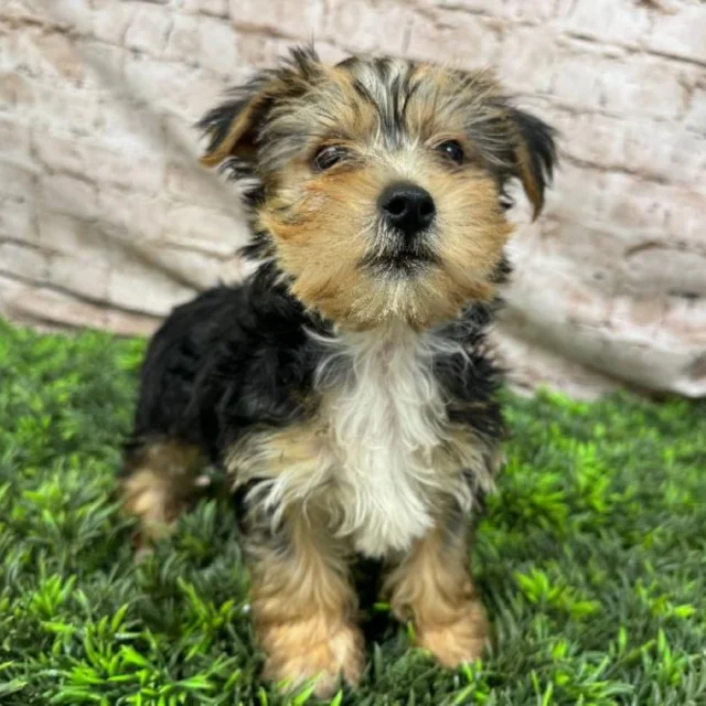 Every tiny heartbeat carries a story of love waiting to be told. Visit today and start your chapter together. 💕🐶

📍 1530 Park Manor Blvd, Pittsburgh, PA 15205

#robinsontownship #boopthesnoot #steelcity #pittsburgh #steelcitygrammers #americaneskimopuppy #PetlandRobinson