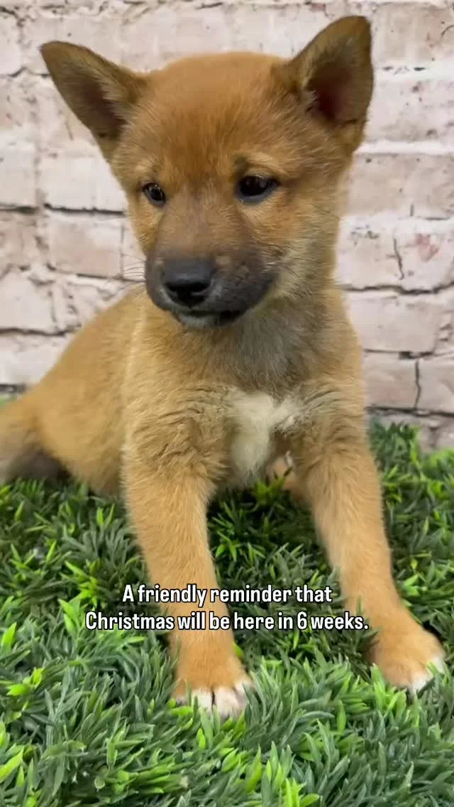 In case you missed the memo: Christmas is only 6 WEEKS away! 🎄🎁
We're just over here getting your puppy snuggles ready. 😉 Who needs mistletoe when you have this much cuteness?!

Find your new best friend at @PetlandRobinson this holiday season!

#petlandrobinson #puppylove #christmasiscoming #holidaypuppy #mistletoe #puppyoftheday #cutenessoverload