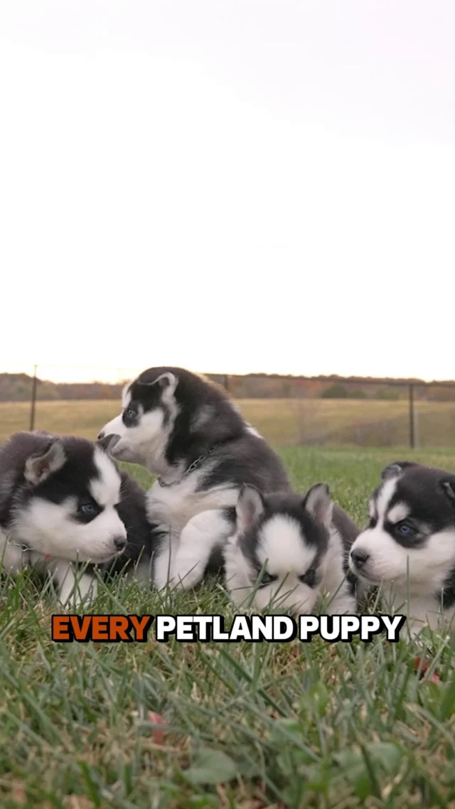 Healthy, happy, and ready for love! 🐾 At Petland, every puppy meets strict care standards before joining your family.

From daily play and socialization to vet-approved vaccinations and parasite prevention, our puppies are prepped to be confident, joyful, and healthy. 💛

Bring home your new best friend with peace of mind, because at Petland, we go beyond the basics.

Learn more:https://www.petlandrobinson.com/where-does-petland-get-their-puppies-the-truth-behind-the-tails/

#PetlandPuppies #HealthyPups #HappyHomes #ResponsiblePetParent #PetEducation #PuppyJourney #ForeverHome