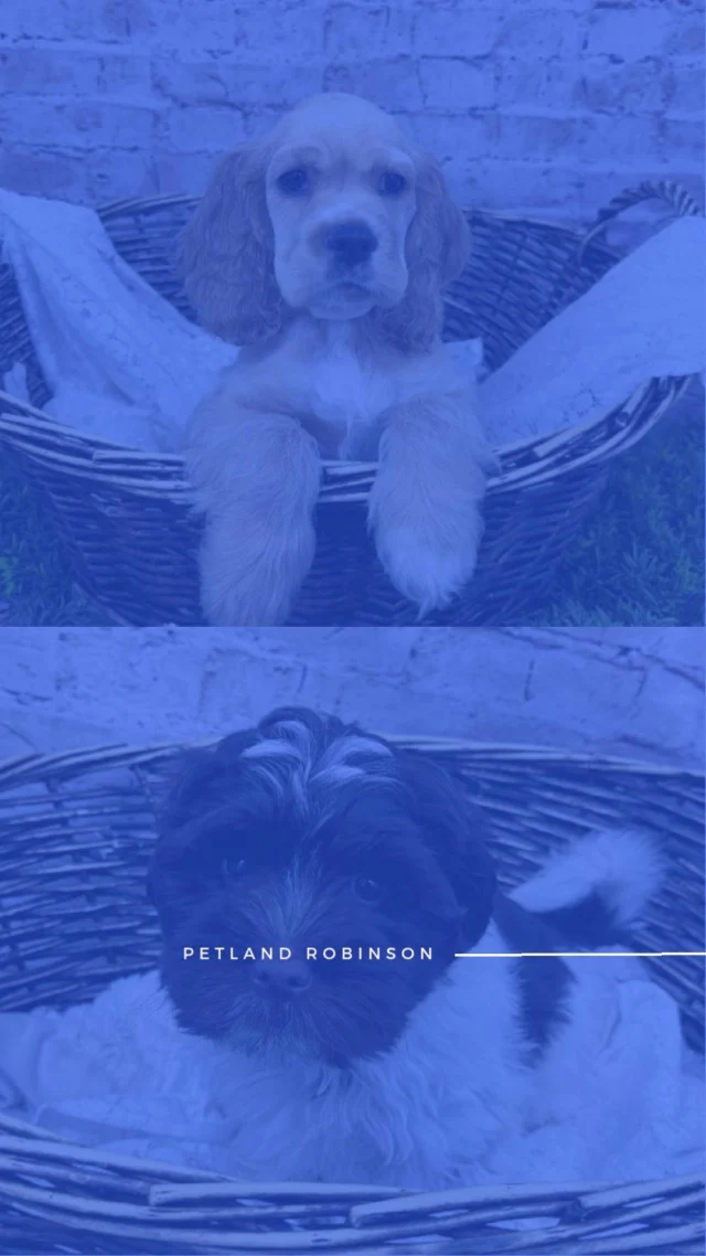 The cutest companions are ready to make your Thanksgiving brighter! 🧡Visit us and find your new best friend! 🍂✨

📞(412) 499-3891
📍 1530 Park Manor Blvd, Pittsburgh, PA 15205

#robinsontownship #boopthesnoot #steelcity #pittsburgh #steelcitygrammers #americaneskimopuppy #PetlandRobinson