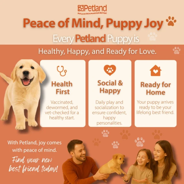 Joy + peace of mind = the Petland promise. 🐾 Every puppy is vaccinated, dewormed, vet-checked & well-socialized—ready to be your lifelong companion. 🏡❤️

Read more: https://www.petlandrobinson.com/where-does-petland-get-their-puppies-the-truth-behind-the-tails/

#PetlandPuppies #HealthyPups #HappyHomes #PetEducation #PuppyJourney #ForeverHome