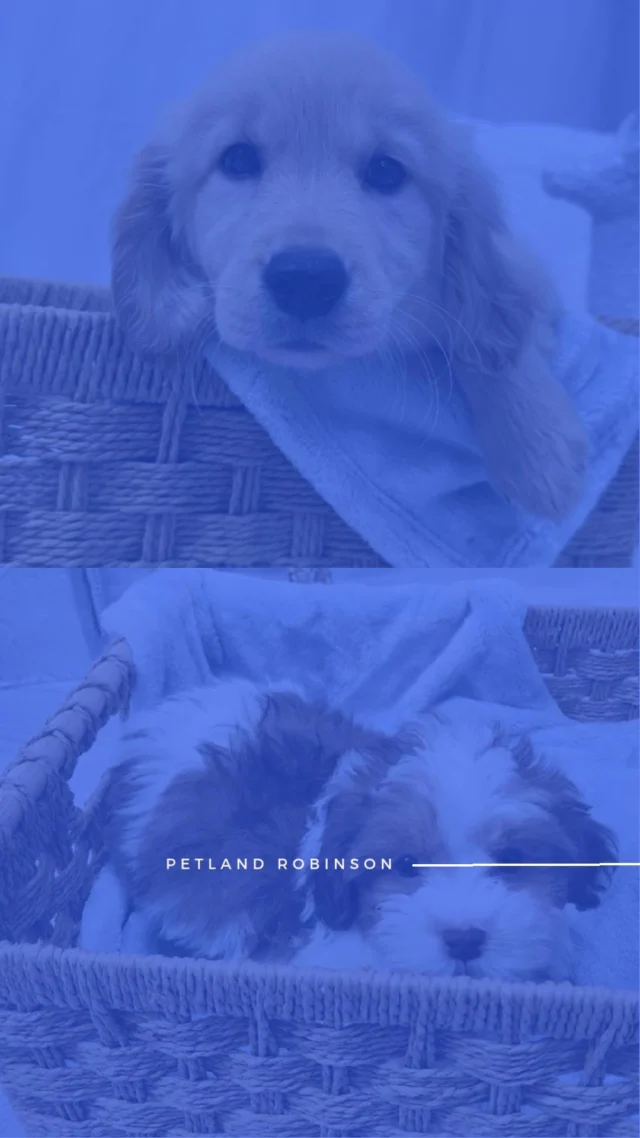 If you’ve been dreaming of warm snuggles, happy paws, and a little extra love this holiday season, we’ve got just the match! Stop by today and meet the cuddle companion who’ll make your holiday even sweeter. 🍂✨

📞(412) 499-3891
📍 1530 Park Manor Blvd, Pittsburgh, PA 15205

#robinsontownship #steelcity #pittsburgh #steelcitygrammers #pittsburghpa