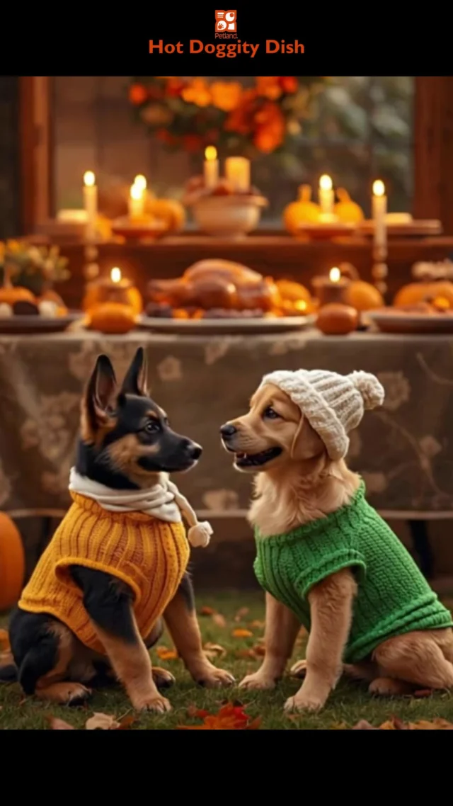 Thanksgiving prep, but make it strategic. 🦃
The German Shepherd’s crunching data, the Golden’s handling field ops, and the mashed potatoes never stood a chance.
It’s a holiday mission only Hot Doggity Dish could capture.

#HotDoggityDish #PetlandUSA #PetlandPets #ThanksgivingHumor #FunnyDogs #GoldenRetriever #GermanShepherd #PetHumor #FurRealFunny #DogLovers