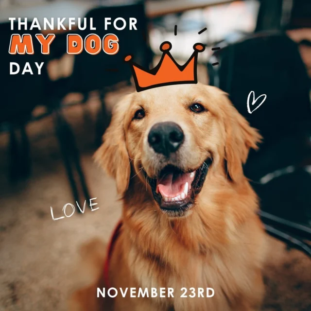 Some blessings bark.
Some leave paw prints on the couch… and on your heart.
They make the hard days softer, the quiet ones fuller, and every ordinary moment extraordinary. 🐶💛
Today (and every day), we’re thankful for the love that never runs out of tail wags.

#ThankfulForMyDogDay #GratefulHeartsAndPawPrints #DogLoveForever