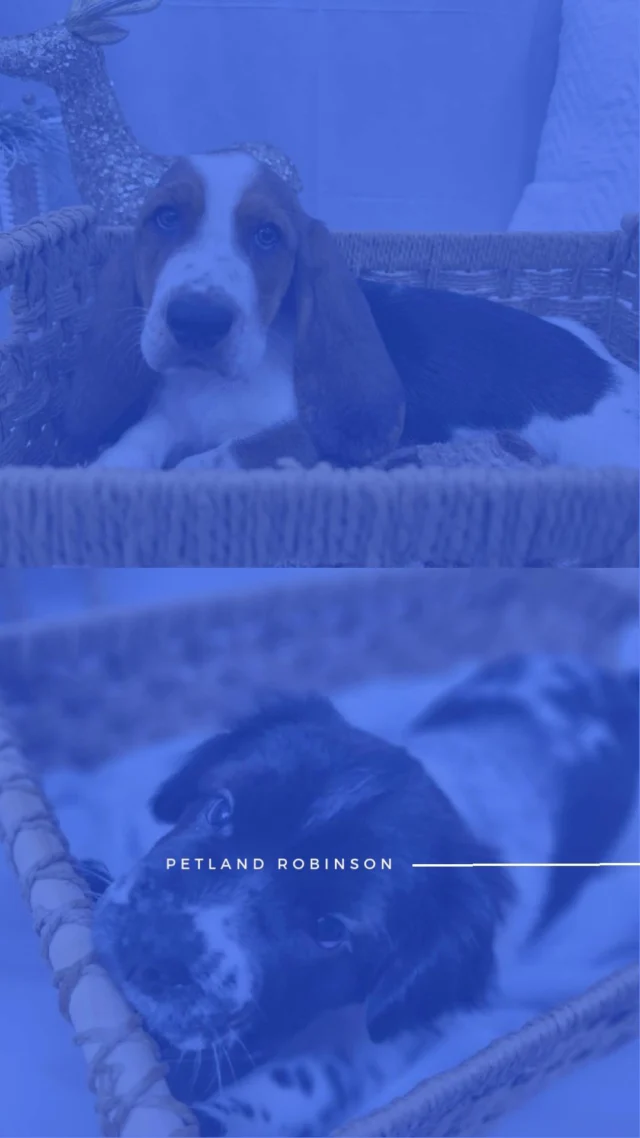 One wag, one cuddle, and you’ll feel the magic of the season instantly. Stop by today and meet the furry blessing you’ve been waiting for! 🧡

📍 1530 Park Manor Blvd, Pittsburgh, PA 15205

#robinsontownship #steelcity #pittsburgh #steelcitygrammers #pittsburghpa