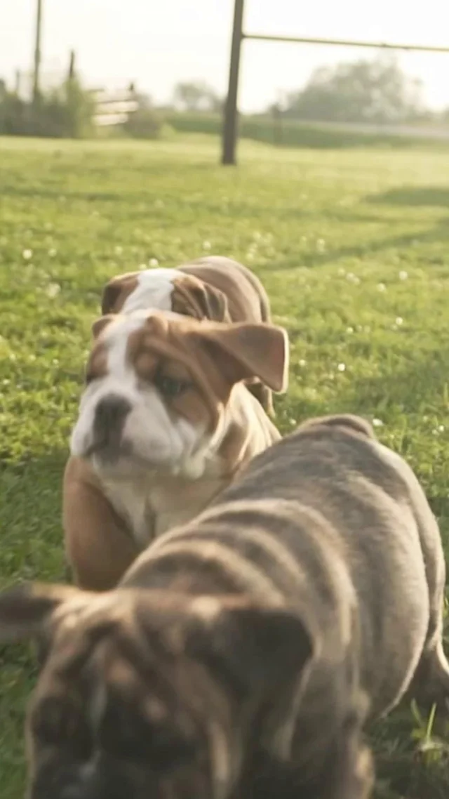 Choosing your next furry family member is a huge step. 🐾 At Petland, we make sure it’s the right one—partnering only with trusted, USDA-licensed breeders and offering lifelong support through our Pets-for-a-Lifetime program. Discover how we champion ethical breeding and total transparency.

👉 Read more:https://www.petlandrobinson.com/petland-the-trusted-choice-for-ethically-bred-puppies-and-your-familys-next-companion/