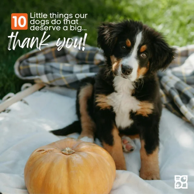 Some blessings come with paws. 🐾
This Thanksgiving, we’re saying thank you for the tiny things. Tail wags, snuggles, and love that never runs out.

Here’s to every dog who makes life brighter, one pawprint at a time. ❤️

Read about 10 little things our dogs do that deserve a big thank you in our latest blog.https://www.petlandrobinson.com/puppy-gratitude-10-little-things-our-dogs-do-that-deserve-a-big-thank-you/