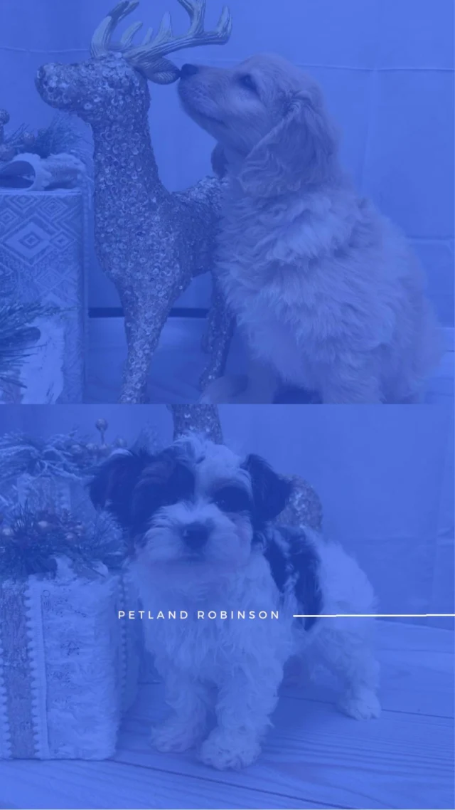 Step into the season of cozy cuddles and warm hearts! Come meet your new bundle of warmth and start December with a wag and a smile! ❄️

📍 1530 Park Manor Blvd, Pittsburgh, PA 15205

#robinsontownship #steelcity #pittsburgh #steelcitygrammers #pittsburghpa