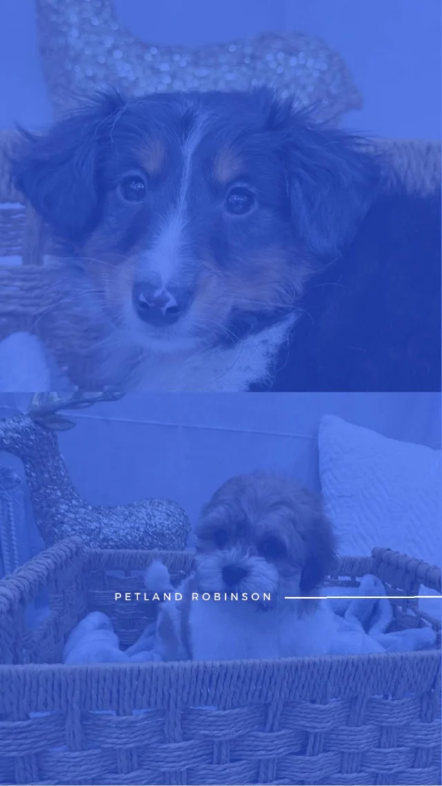 This year, choose more joy, more laughter, and more heart. A furry companion brings endless cuddles, loyal friendship, and love that lasts long after the New Year confetti settles.🐶

📍 1530 Park Manor Blvd, Pittsburgh, PA 15205

#robinsontownship #steelcity #pittsburgh #steelcitygrammers #pittsburghpa