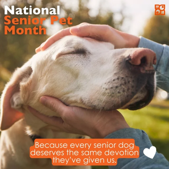 They’ve been there for it all. The heartbreaks, the bad haircuts, the “new beginnings.”
Now it’s our turn to show up for them. 🐾
A little slower, a little softer, and a whole lot more love.

Because every senior dog deserves the same devotion they’ve given us. 
Every single day.

#NationalSeniorPetMonth #PetlandPups #SeniorDogLove #SeniorPetsDeserveMore #OldDogsBigHearts #DogMomentsThatMatter #PetlandCares