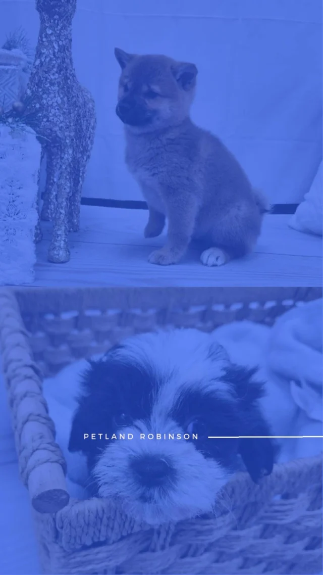 Twinkling lights and joyful hearts — our December bunch is ready to make your season shine. Come say hello. ✨🐶🎄

📍 1530 Park Manor Blvd, Pittsburgh, PA 15205

#robinsontownship #steelcity #pittsburgh #steelcitygrammers #pittsburghpa