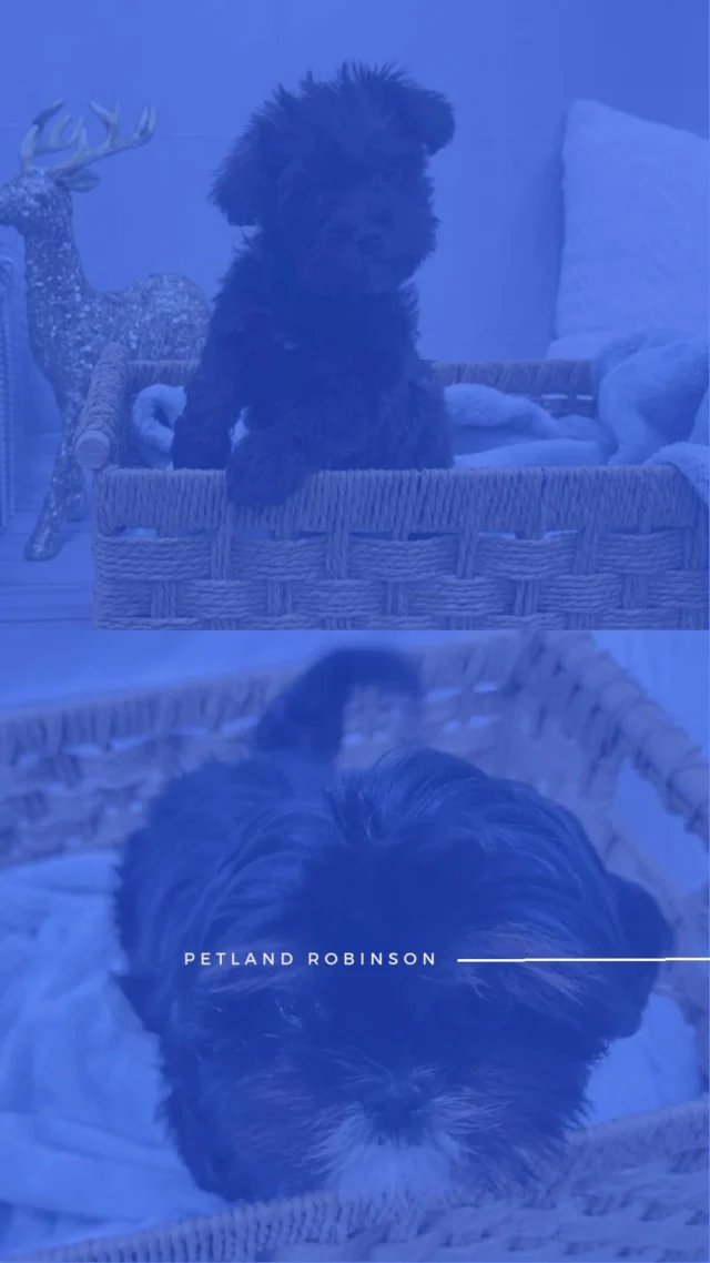 This week, let your heart feast on love, laughter, and the sweetest new companion. Stop by and meet the furry friend who’ll make your holiday season even brighter!💕

📍 1530 Park Manor Blvd, Pittsburgh, PA 15205

#robinsontownship #steelcity #pittsburgh #steelcitygrammers #pittsburghpa